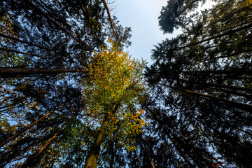 Autumn trees