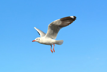 Seagull flying in the sky.