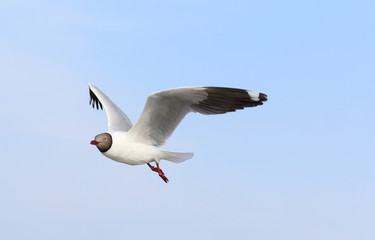 Seagull flying in the sky.