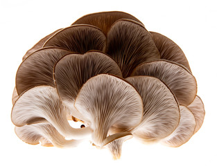 Oyster mushrooms - Pleurotus ostreatus growing on a sack with straw - isolated on a white background