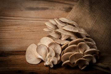 Oyster mushrooms - Pleurotus ostreatus close up