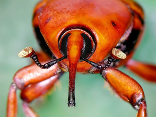 Red palm weevil (Rhynchophorus ferrugineus)