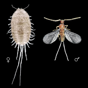 Long-tailed mealybug, Pseudococcus longispinus (Hemiptera: Pseudococcidae). Male and female.