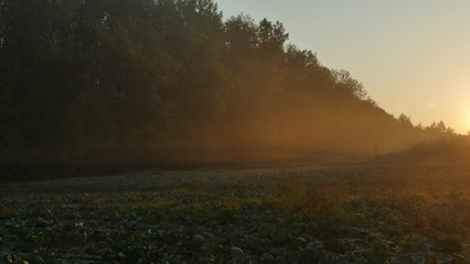 Mgiełka o poranku. Jesień.  Mgła unosi się na polu kapusty, koło lasu. Rejon miasta Chorzów....