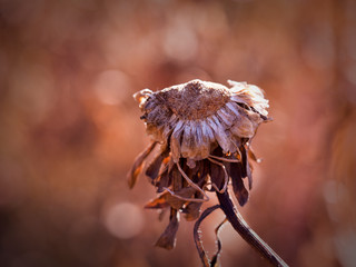 Autumn dry flowers and plants