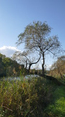 Jesień nad stawem "Maroko" w okolicach Katowic. Drzewo nad  kanałem wodnym. Śląsk. Polska. Europa