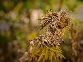 Autumn dry flowers and plants