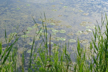 Трава на воде