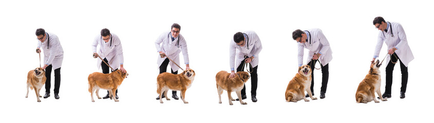 Vet doctor examining golden retriever dog isolated on white