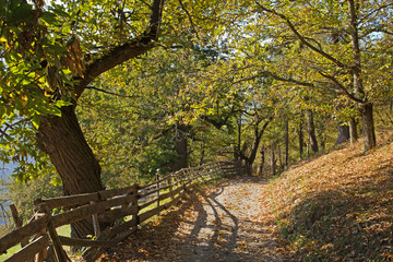 am südtiroler Keschtnweg hier bei Feldturns im Eisacktal stehen viele alte Edelkastanien