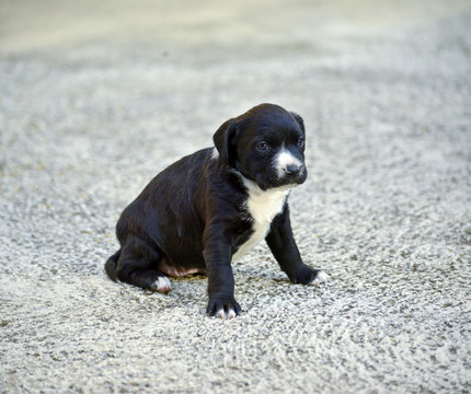 cute black and white puppy
