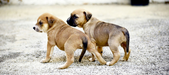 two cute mixed breed puppies on a concrete floor