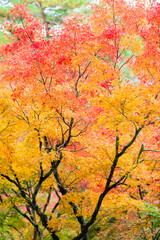 紅葉１