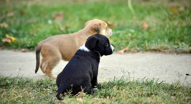 two  cute puppies