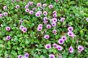 Fototapeta premium Beautiful purple flower ,Ipomoea flowers on the beach in phuket Thailand.