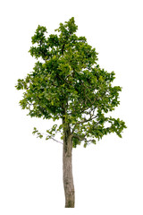 tree on white background,clipping paths.