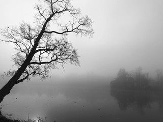 Monochrome shot of picturesque silhouette of a single tree, reflection on lake water at sunrise. Black and white graphic picture of early morning with mist surrounded nature.