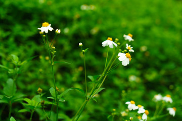 small White flowers at beautiful with grass background