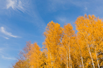 Fototapeta na wymiar Orange birch trees on blue sky background. Autumn landscape. Autumn forest