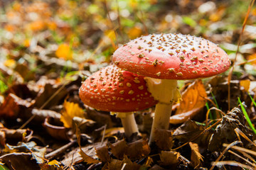 Red amanita in the forest. Autumn mushroom. Dangerous mushroom