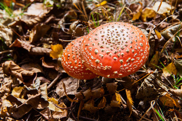 Red amanita in the forest. Autumn mushroom. Dangerous mushroom