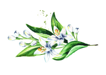 Neroli branch with flowers and leaves. Watercolor hand drawn illustration isolated on white background