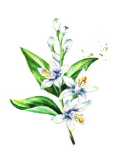 Neroli branch with flowers and leaves. Watercolor hand drawn illustration, isolated on white background
