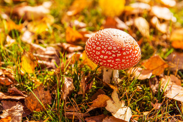 Red amanita in the forest. Autumn mushroom. Dangerous mushroom