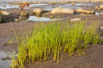 Green herbs on beach with doberman in the background
