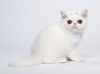 White exotic shorthair kitten on white studio background