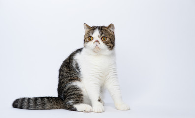Obraz premium Exotic shorthair cat on white studio background