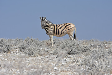 Fototapeta na wymiar Steppenzebra (Equus quagga) im Etosha Nationalprk (Namibia)