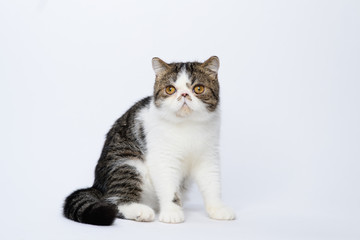 Exotic shorthair cat on white studio background