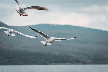 Flying squad of proud White birds. Laughing Gulls on stormy, moody day. Wildlife close up from lake shore. Soft winter lighting on frozen coastline and landscape. Documentary photography style.