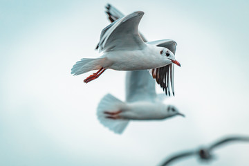 Flying squad of proud White birds. Laughing Gulls on stormy, moody day. Wildlife close up from lake shore. Soft winter lighting on frozen coastline and landscape. Documentary photography style.