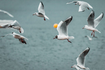 Flying squad of proud White birds. Laughing Gulls on stormy, moody day. Wildlife close up from lake shore. Soft winter lighting on frozen coastline and landscape. Documentary photography style.