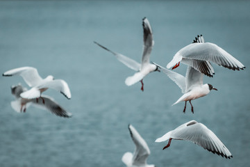Flying squad of proud White birds. Laughing Gulls on stormy, moody day. Wildlife close up from lake shore. Soft winter lighting on frozen coastline and landscape. Documentary photography style.