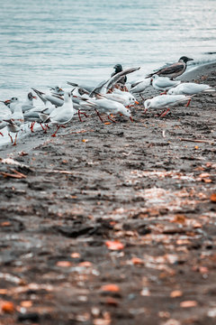 White Birds Fighting For Food. Laughing Gulls Flying On Stormy, Moody Day. Wildlife Close Up From Lake Shore. Soft Winter Lighting On Frozen Coastline And Landscape. Documentary Photography Style.