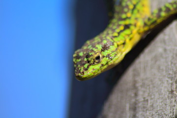 Close-up of a lizard