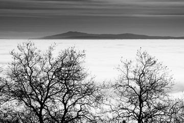 Tree branches on foreground separated from distant mountains in the background by a sea of clouds, Black and White Photo, Guarda, Portugal