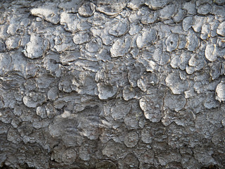 Wooden background. Wood texture.