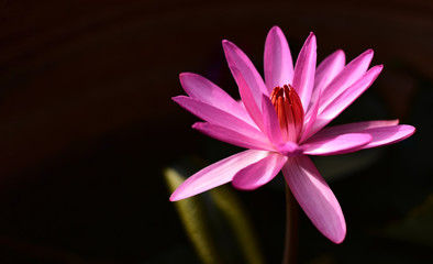 Beautiful pink lotus flower or water lily in a pond with green leaves in the background, In Buddhism lotus is symbolic of purity and usually used for praying
