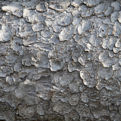 Wooden background. Wood texture.