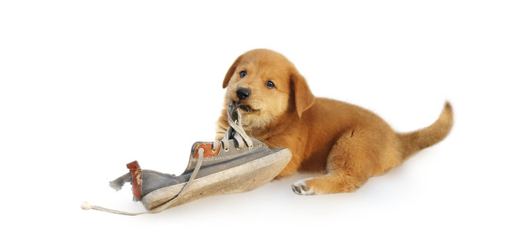 The puppy chewing at the shoes. A ginger dog spoils a shoe. Isolated on white