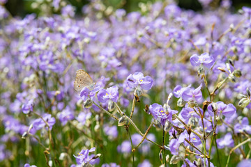 Murdannia flower field or Blue Anthered Murdannia in Prachinburi, Thailand