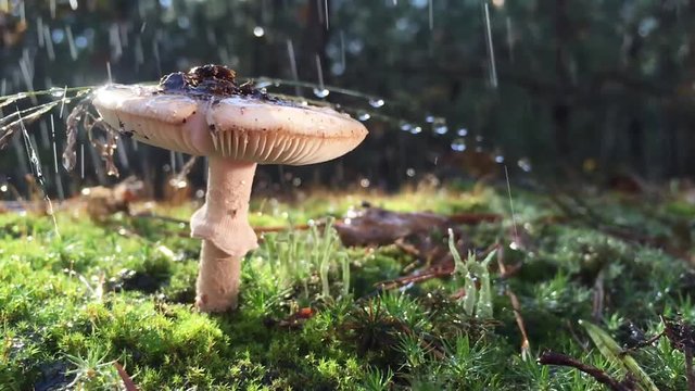 Amanita Phalloides fungus, poisonous subject in wild mountain close up on a rainy day
