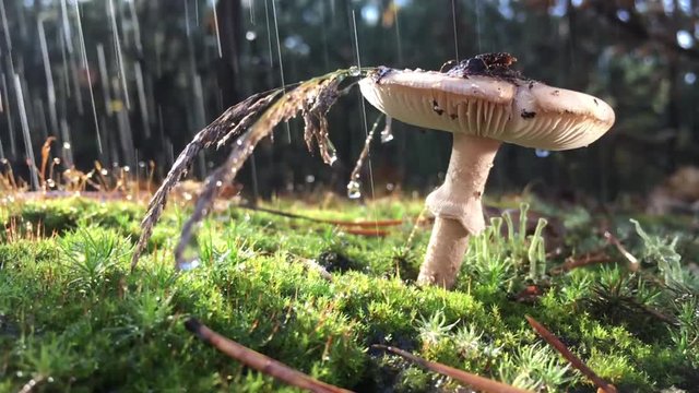 Amanita Phalloides fungus, poisonous subject in wild mountain close up on a rainy day