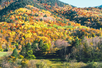 Mountain autumn and colorful forest.