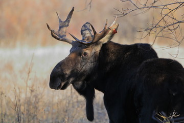 Bull moose closeup