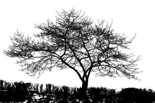 Realistic tree silhouette in winter (vector illustration) .